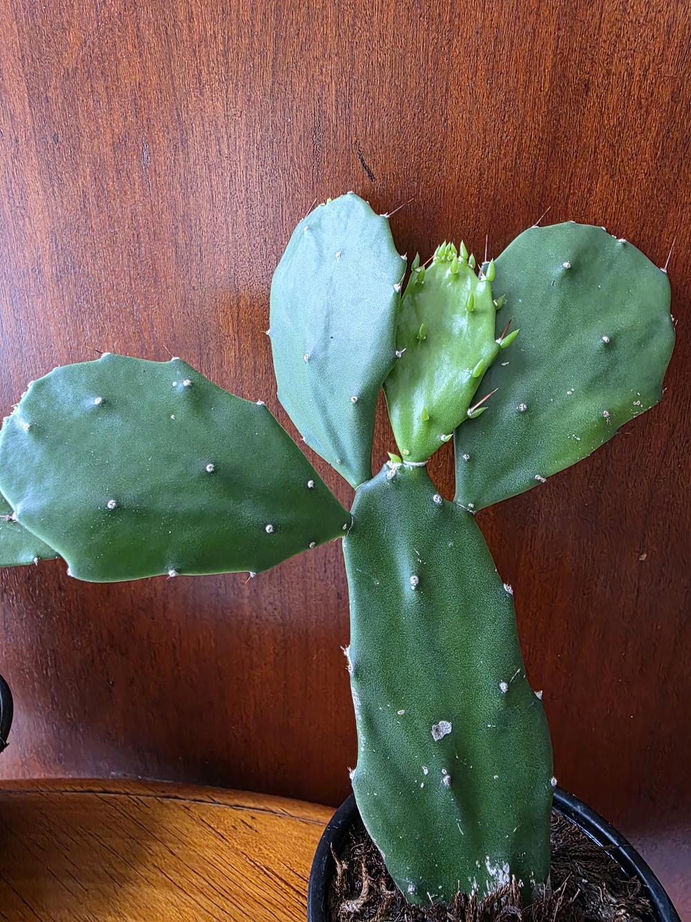 Green Paddle Cactus Plant